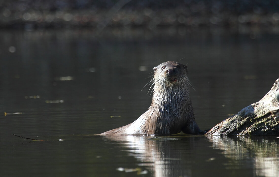 Cute otter in the Zoological Reserve of Kopacki Rit